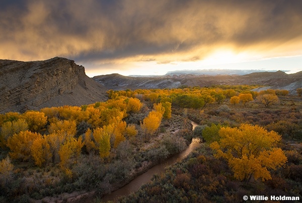 Fremont River Backlit CottonwoodsF 102924 5841