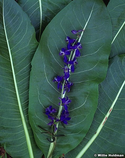 217flowerdetail