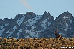 TetonElk071910 1