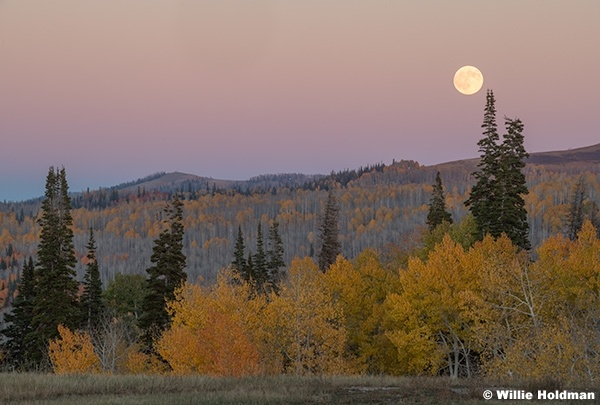 Layers of Aspen Trees Boulder 100525 2