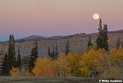 Layers of Aspen Trees Boulder 100525 2