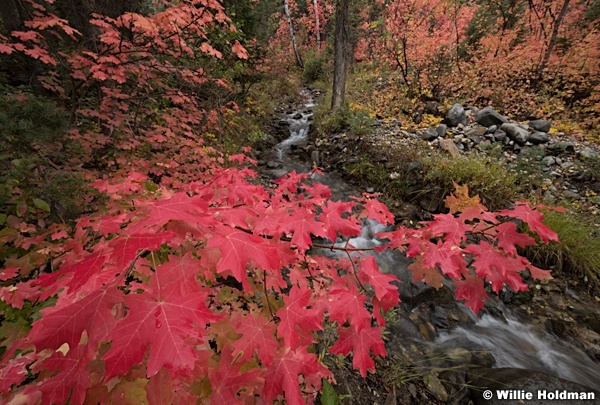 Red Maple Snake Creek 091920 9248 3