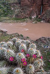 Blooming Cactus Deer Creek Falls 041723 3633