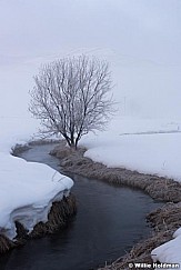 Icy Stream Tree 021716 4460