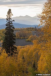 Yellow Aspen Ridges 100421 9338