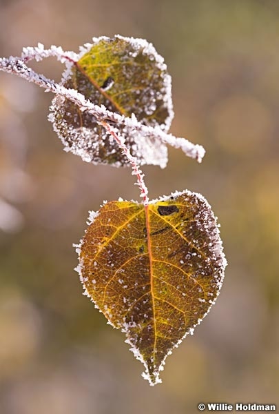 Frost Leaves 100513 8491