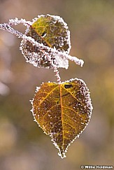 Frost Leaves 100513 8491