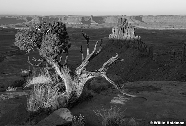 Black and White juniper tree 102920 9520 2