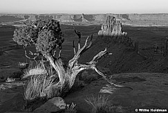 Black and White juniper tree 102920 9520 2