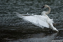 Full Breasted Swan 050617 1742