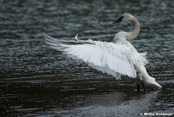 Full Breasted Swan 050617 1742