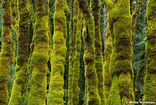 Green Moss Trees 110614 7527 2