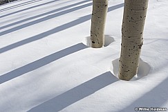 Two Aspens Shadows 010117 7940