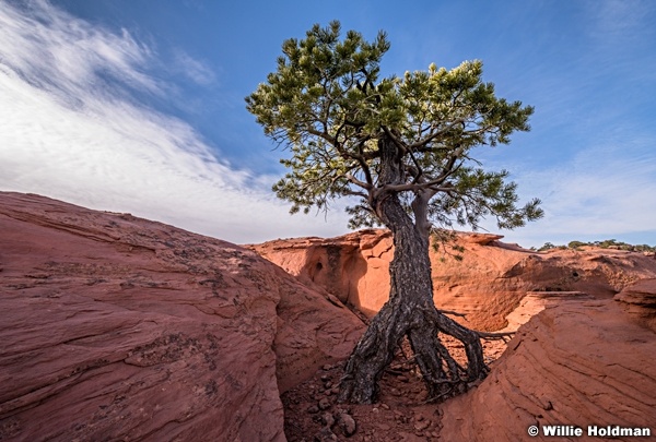 Tree Roots Red Rock 031018 4925 1