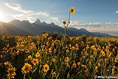 Tetonhighsunflower071610 0958