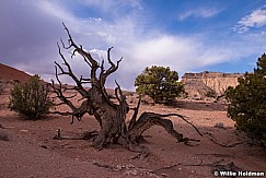 Dead Tree San Rafael 041214 4792