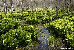 Skunk Cabbage Spring 051517 8294 21