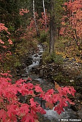 Snake Creek Maple Mergs 091920 2