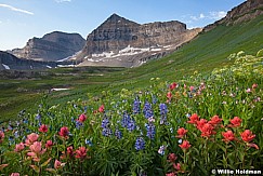 Timpanogos Wildflowers 070913 4446