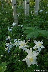 columbineaspens062710 1820