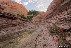 Willow-Canyon-Monkey-Flowers-082015