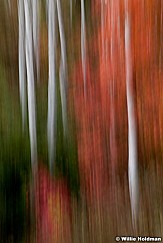 Mapleaspenabstract092611 243