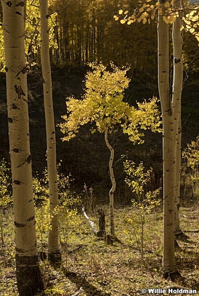 Aspen Grove Glow 100321 8860