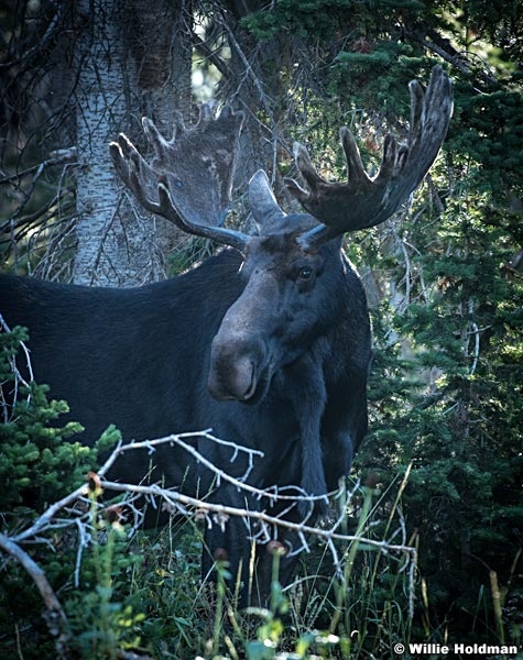 Bull Moose 083123 9410 3