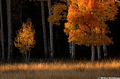 Orange Red Aspen 100126 9811