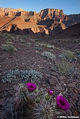 Cactus Flowers Grand Canyon 042012 995