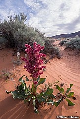Pink Flower Desert 041519 3300