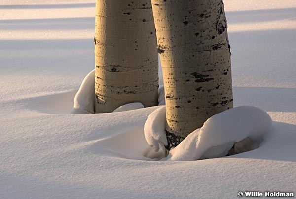 Aspens Snow Rings 012817 2121