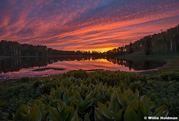 Skunk Cabbage Sunset LAke 061824 5789