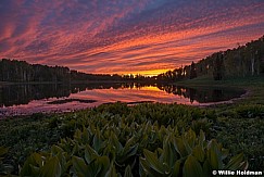 Skunk Cabbage Sunset LAke 061824 5789