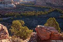 Escalante Yellow Cottonwoods 102718 5993