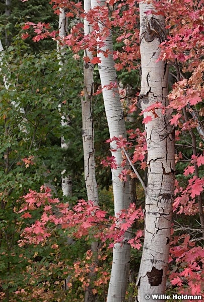 Pastel Maples 090612 20