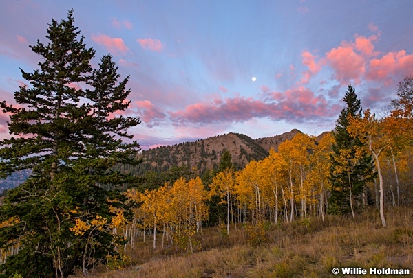 Autumn Aspens Moon 092815 3009 3