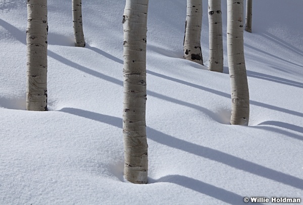 Aspen Winter Shadow 041312 153