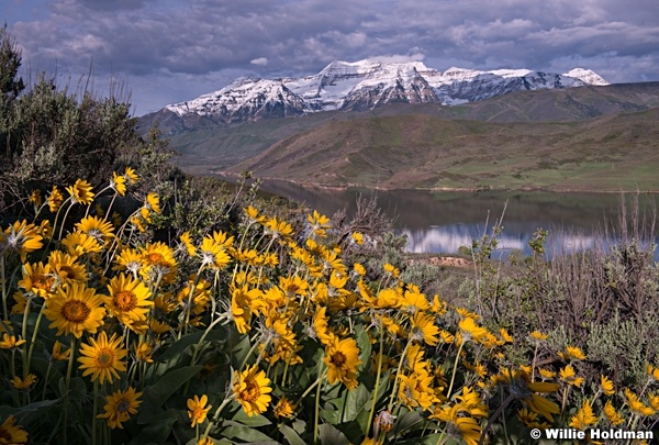 Timpanogos DeerCreek Wildflowers 051815