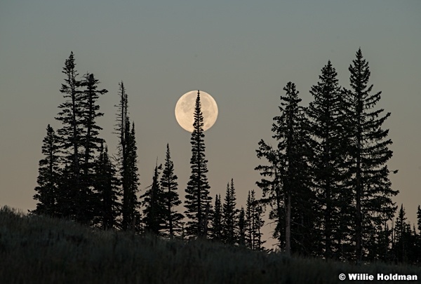 Super Moon Pines 083123 8966 2 2