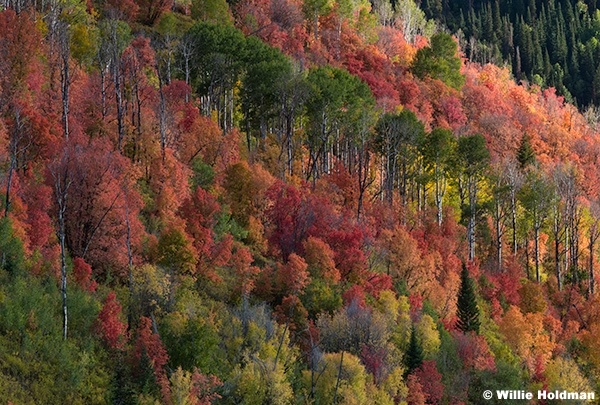 Pines Aspens Maples 092325 7123