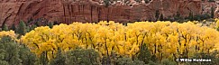 Cottonwood Red Canyon 100816