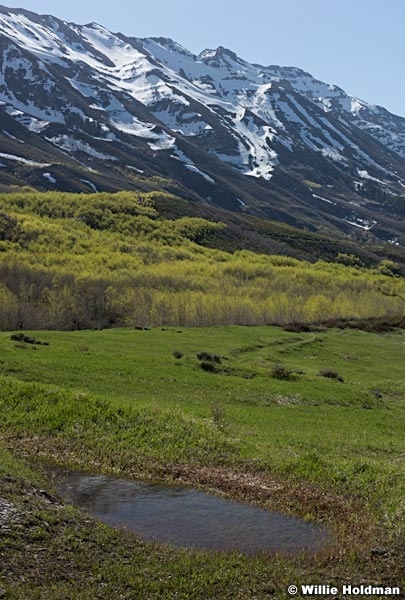 Spring Greens Timpanogos 051517 8253 2