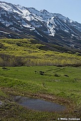 Spring Greens Timpanogos 051517 8253 2