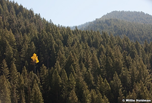 Lone Aspen 100812 8791 2