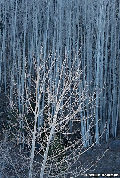Bare Aspen Trees 111121 5199 2