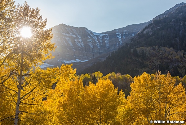 Autumn Golden Aspen Road 101017 1124 3