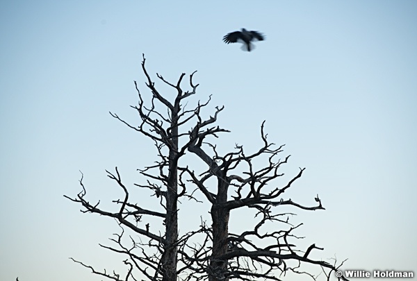 Bird in Flight 112121 7039 2