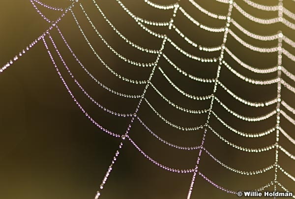 spiderweb080807 946