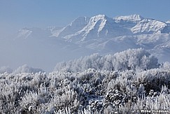 Frosty Mountains sage 122112 346